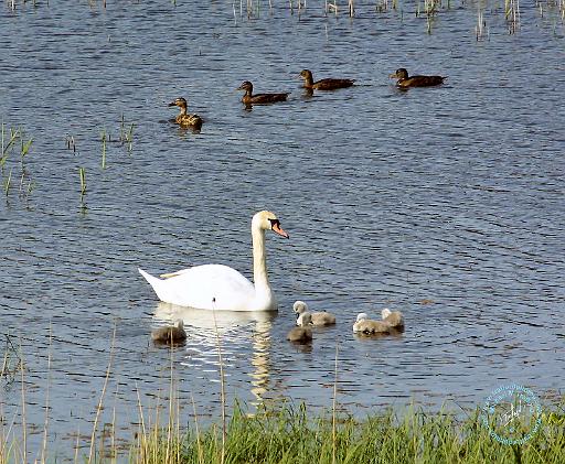 Mute Swan 8T77D-18.JPG